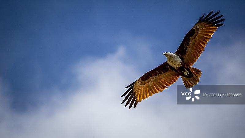 飞的高图片素材
