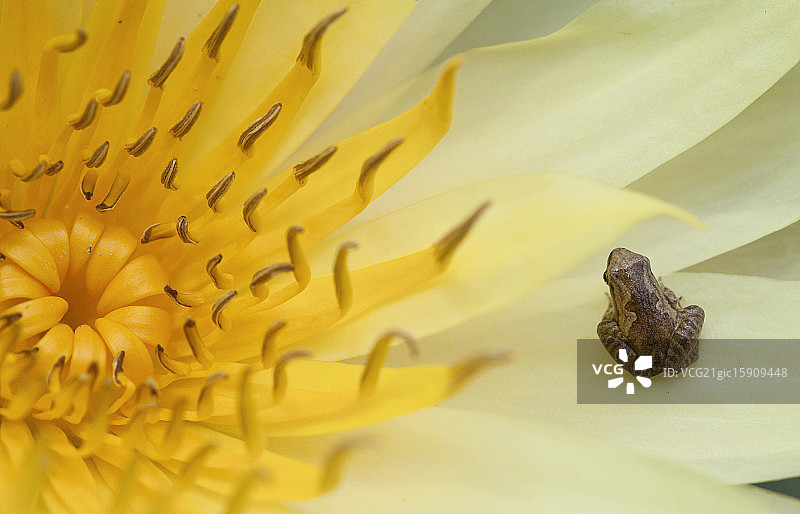 青蛙和睡莲图片素材