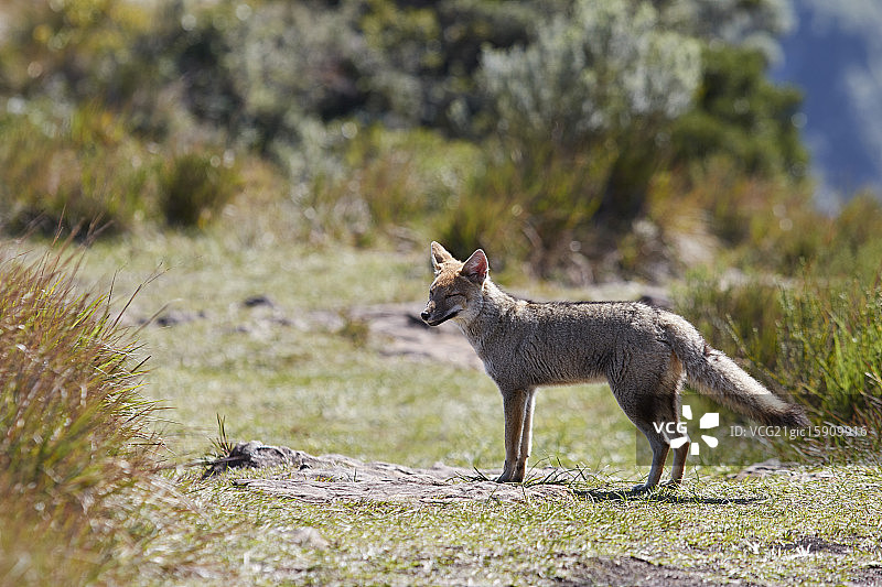 小灰狐图片素材