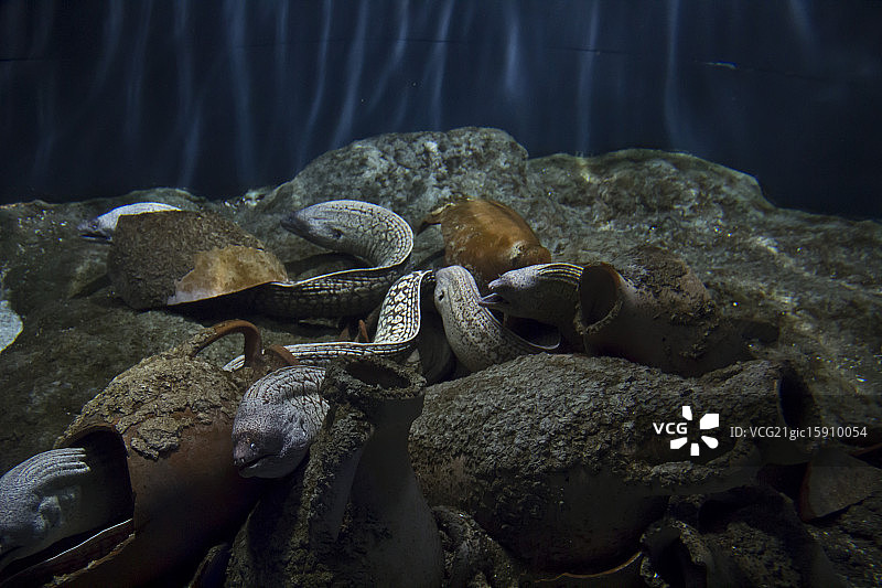 裸胸鳝图片素材