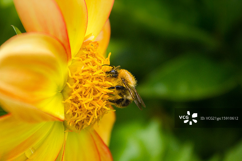 大黄蜂图片素材