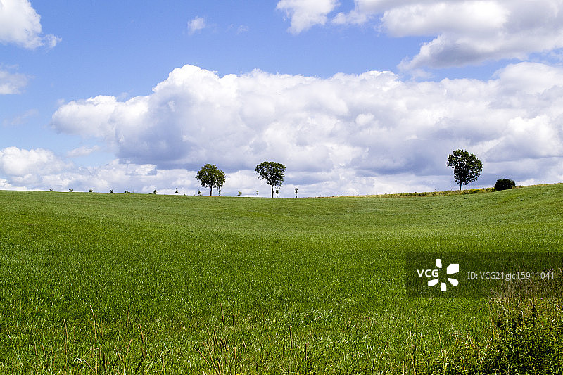 三棵树图片素材