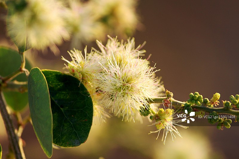 甘蜜树图片素材