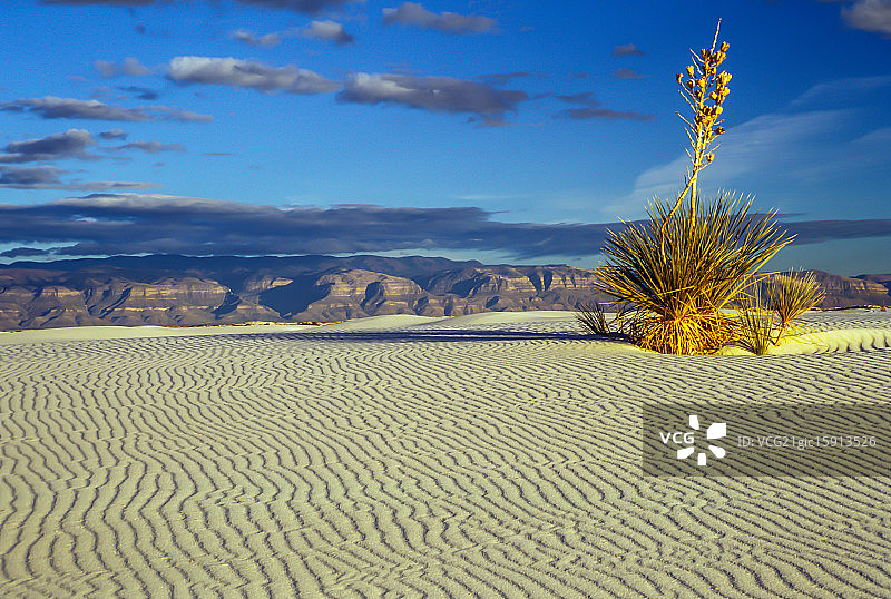 白色沙丘丝兰图片素材