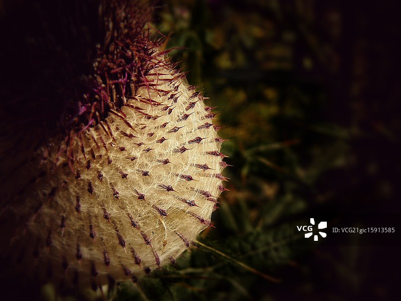 兰斯洛特图片素材