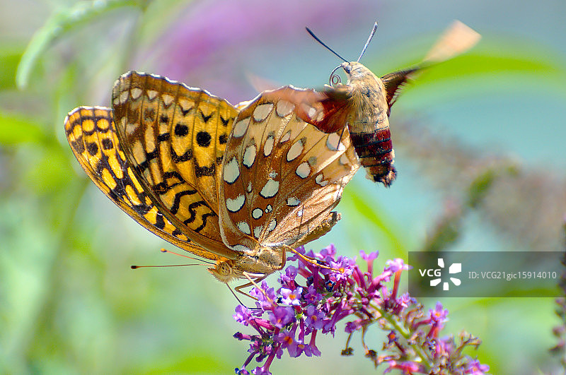 蜂鸟蛾攻击蝴蝶图片素材