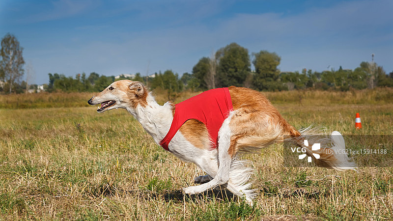 奔跑的俄罗斯猎狼犬图片素材