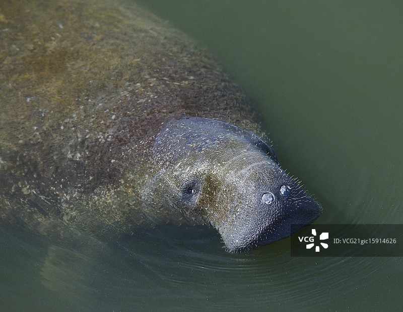 正在游泳的海牛图片素材