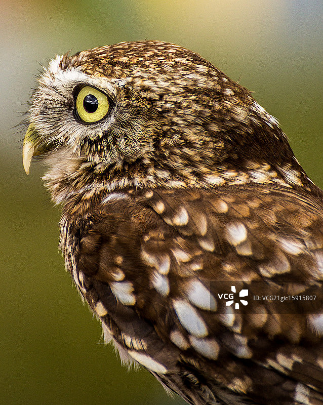 小猫头鹰图片素材