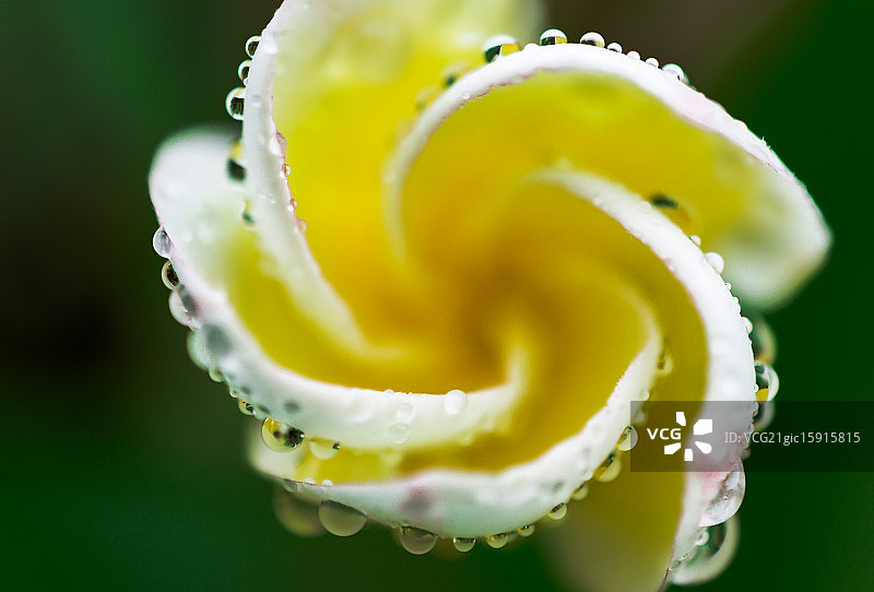 鸡蛋花上的露珠图片素材