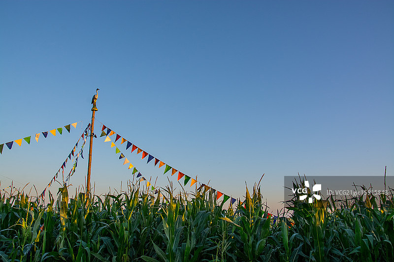 玉米迷宫图片素材