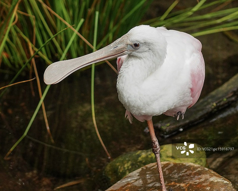 美丽的琵鹭图片素材
