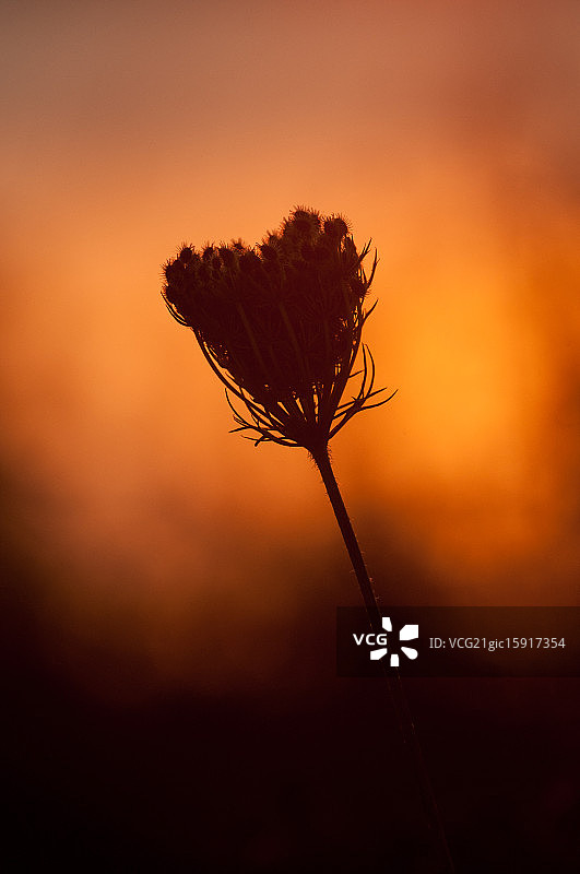 野胡萝卜图片素材