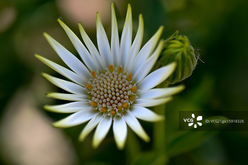 Dimorphoteca.jpg图片素材