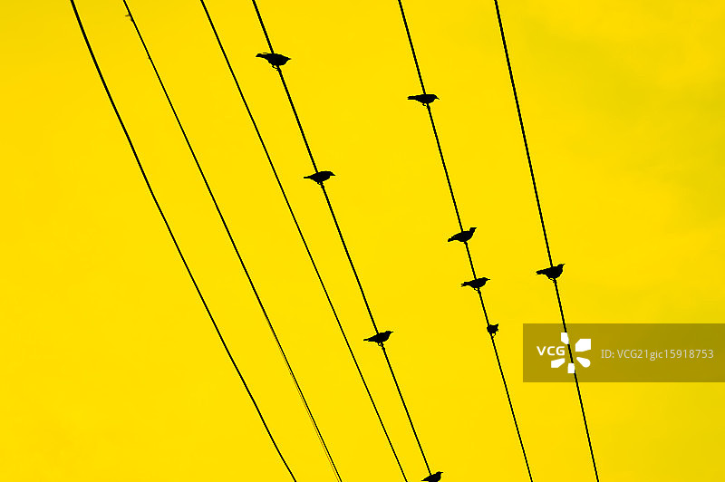 在线鸟类图集图片素材