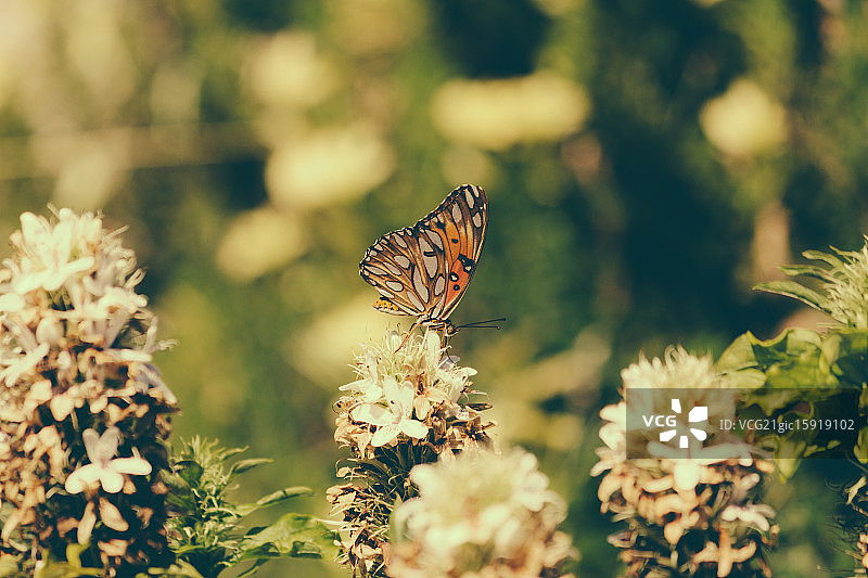 黑脉金斑蝶图片素材