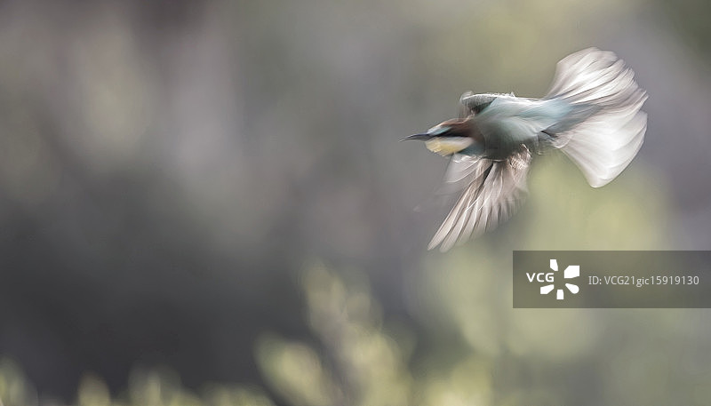 飞行中的蜂虎图片素材