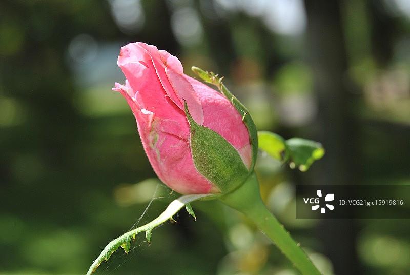 玫瑰花蕾图片素材
