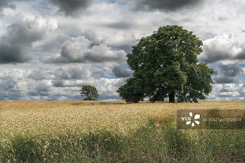栗子树图片素材