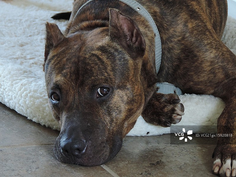 斗牛犬图片素材