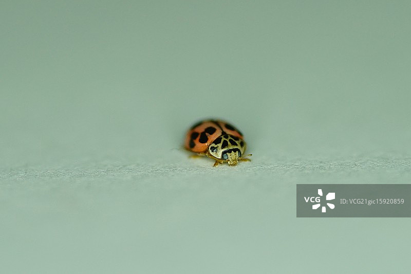 瓢虫 - 微距图片素材