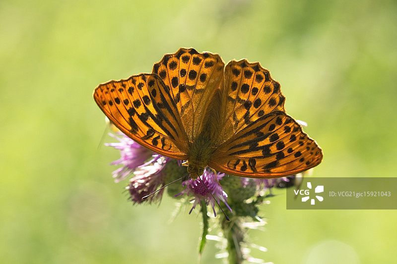 银纹闪蛱蝶图片素材