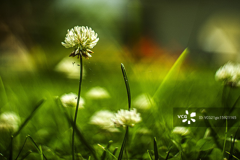 白三叶草图片素材