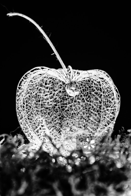 灯笼果黑白照片图片素材