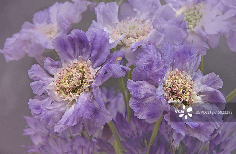 松虫草图片素材