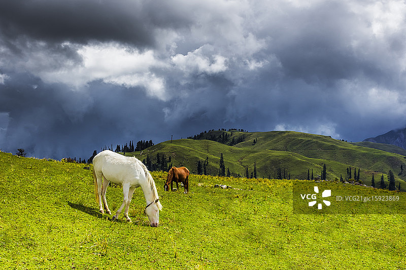 Shadowfexx图片素材