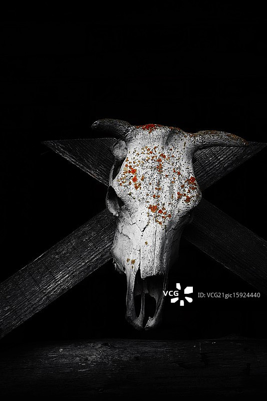 驼鹿身上的苔藓图片素材