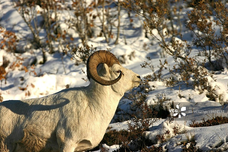 德纳里国家公园的达尔绵羊图片素材