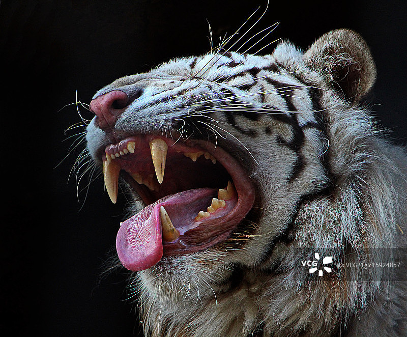 黑色背景下的白虎图片素材