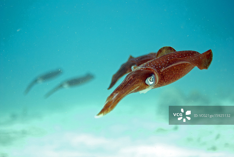 鱿鱼小队图片素材