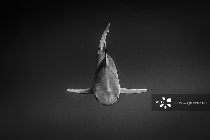 孤单的沙洲鲨图片素材