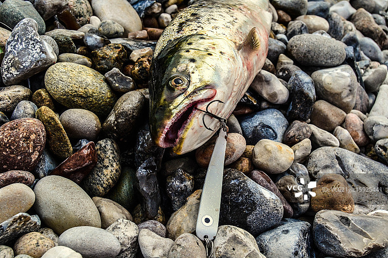 海鳟鱼图片素材