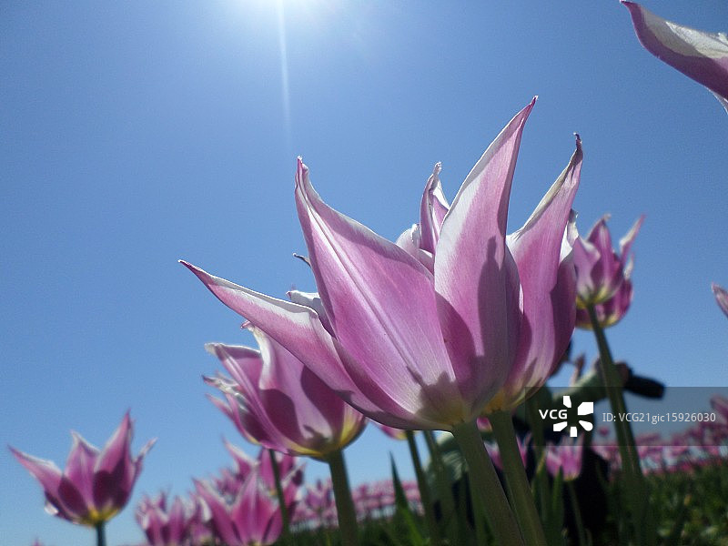 百合花郁金香图片素材