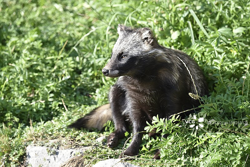 警惕的浣熊图片素材