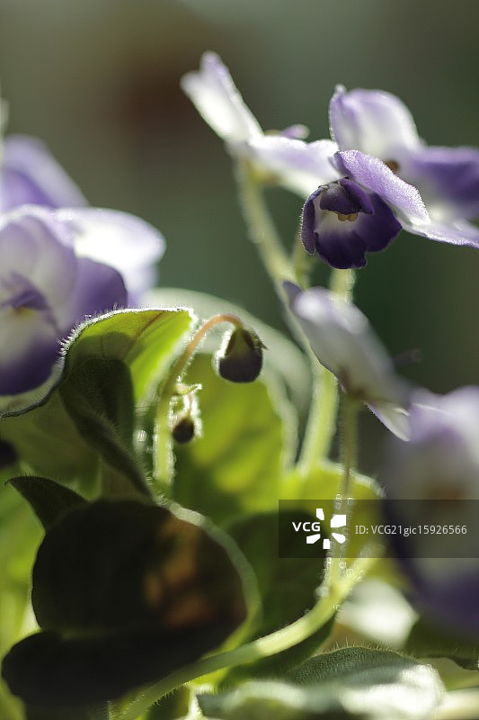 非洲紫罗兰图片素材