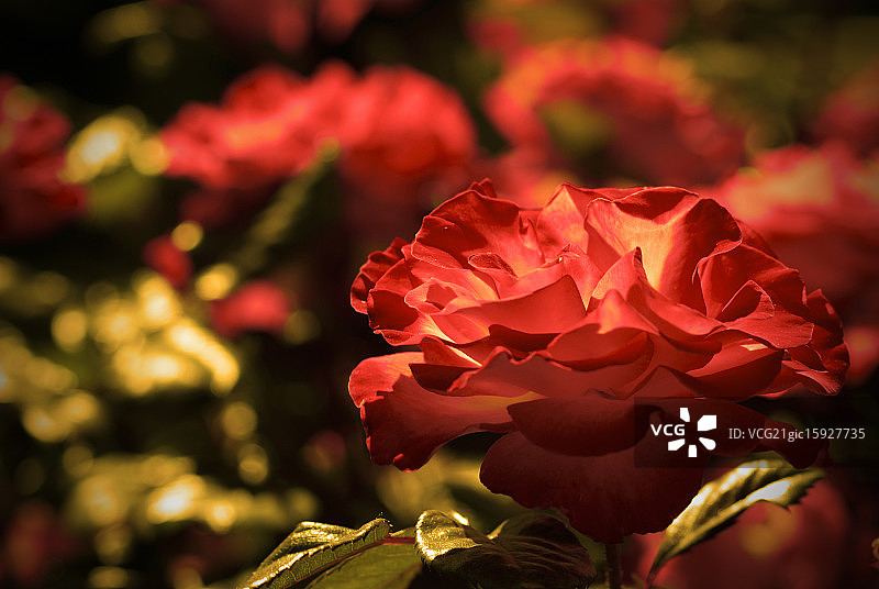 单支玫瑰图片素材