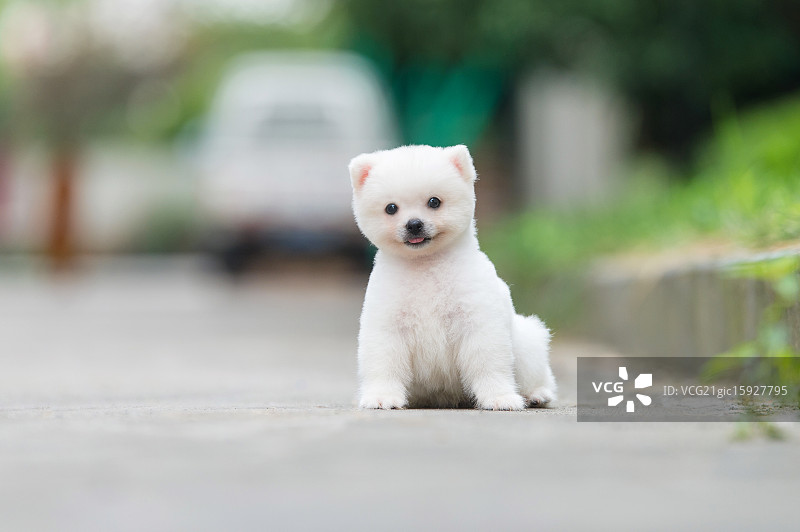 可爱博美犬图片素材