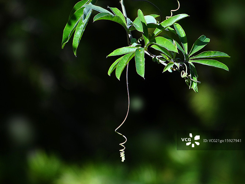 卷须与面孔图片素材
