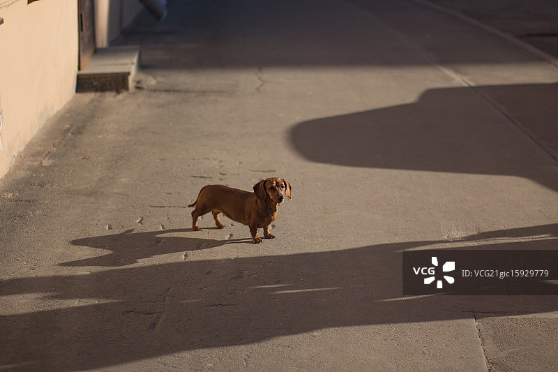 达克斯猎犬图片素材