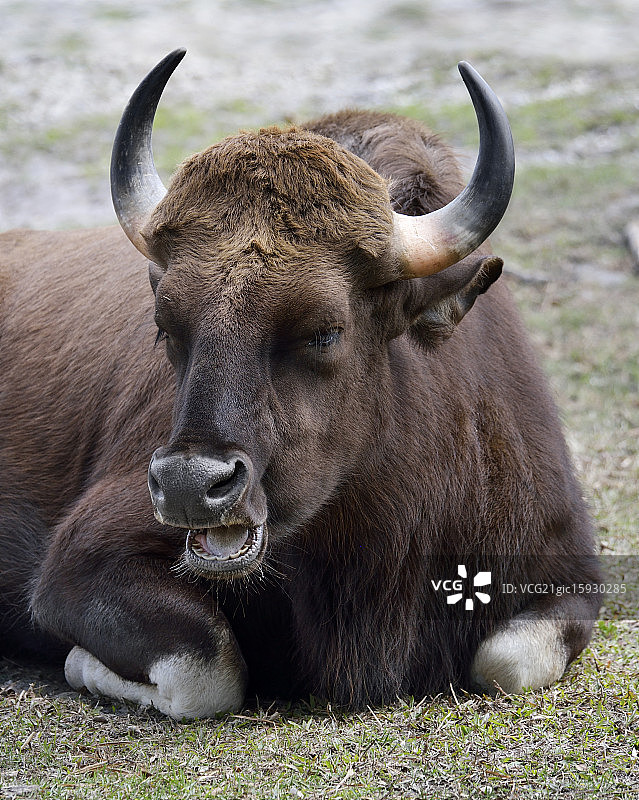 印度野牛图片素材