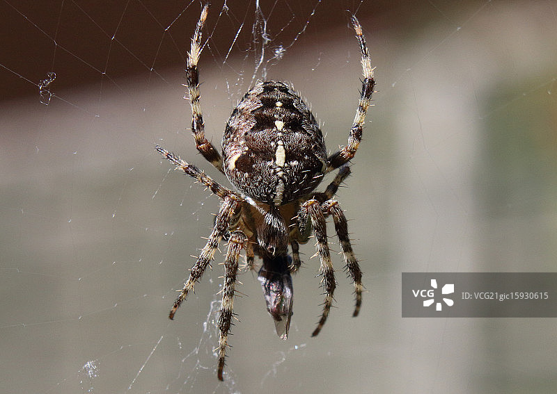 花园的蜘蛛图片素材