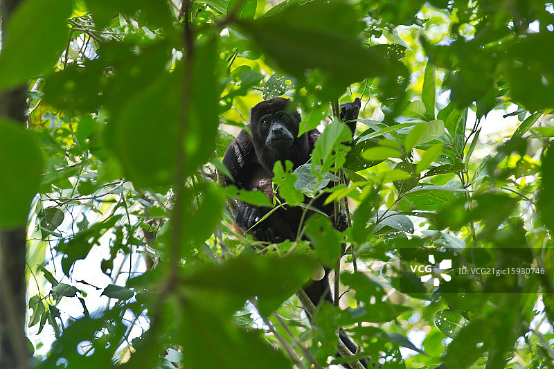 披肩吼猴图片素材