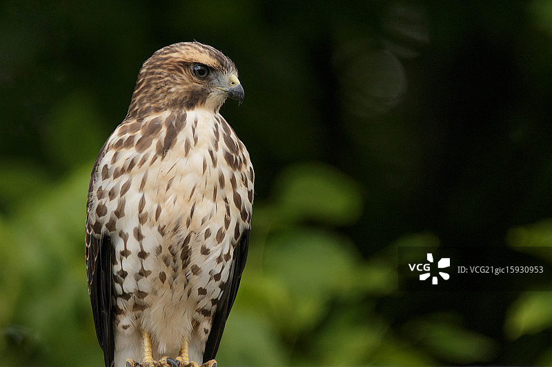 阔翅鹰图片素材