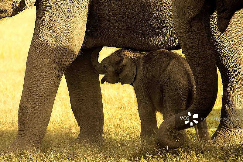 在阳光下行走的大象家族肖像，德里，印度图片素材