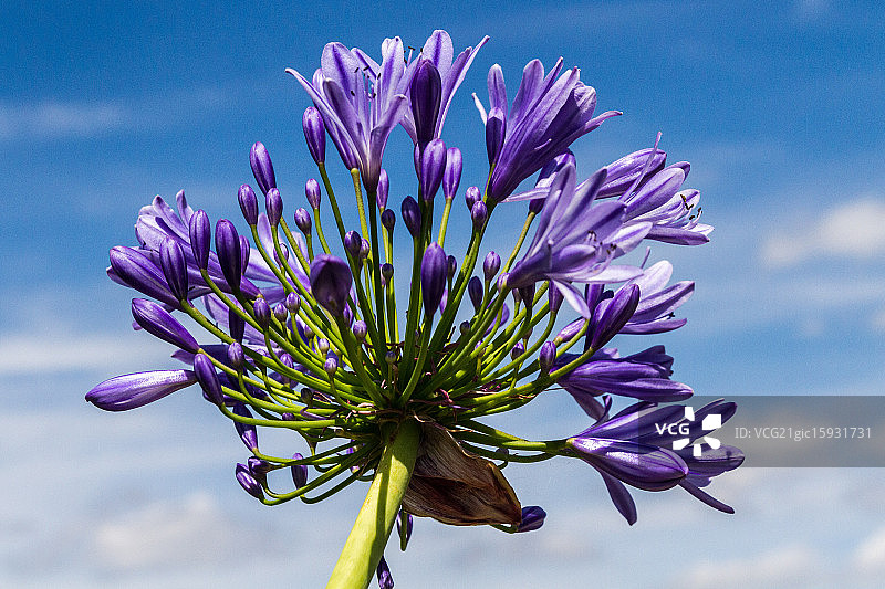 非洲百合图片素材