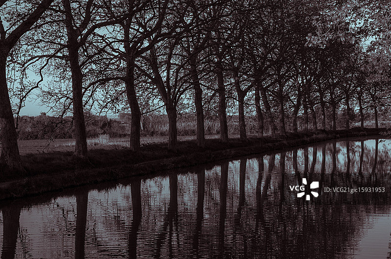 米迪运河的垂死之树图片素材